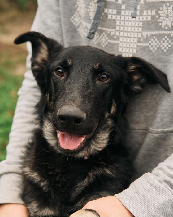 Цуценя шукає дім