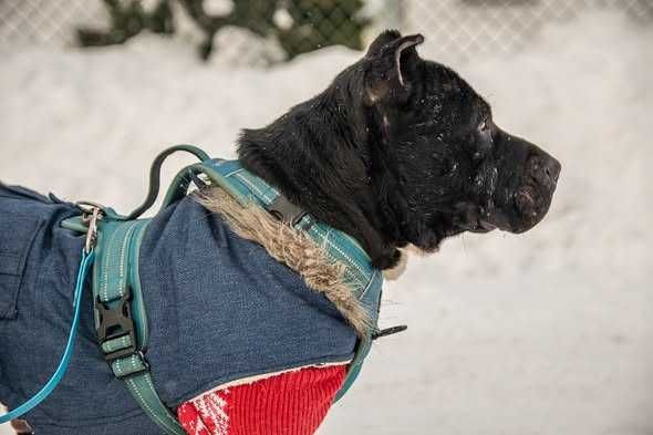 Skrzywdzony Tajson i Tajga szukają domku