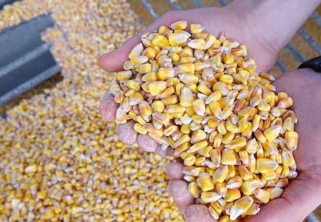Кукурудза , продам кукурудзу. Торг.