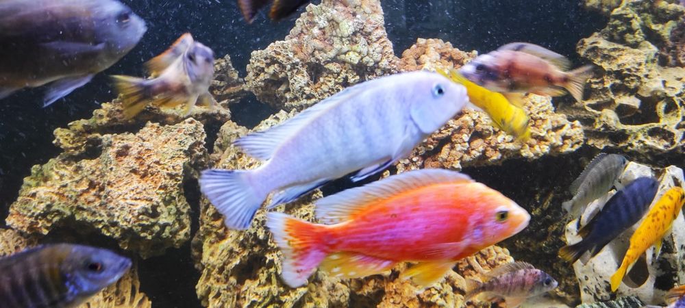 Rybki akwariowe Pyszczak socolofi młode