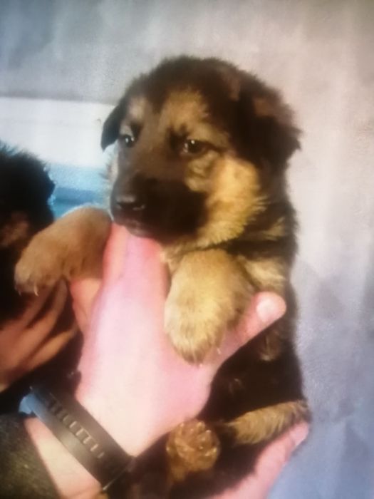 Вівчарка, цуценя вівчарки