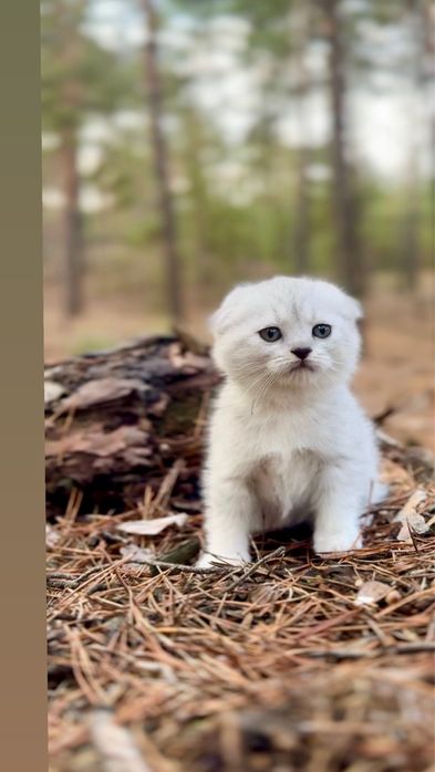 Дівчинка вис котеня шотландська срібна шиншила