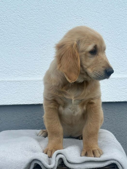 Przepiękny piesek Golden Retriever – gotowa do odbioru