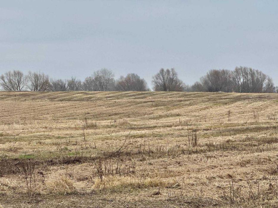 Земельний родючий масив у с. Воронькові ! По привабливій ціні!