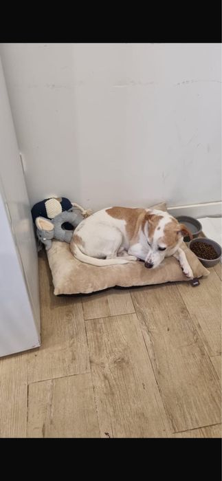 Cão para adoção responsável
