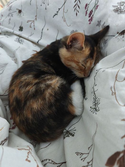 Котенок кошечка трёхцветная.