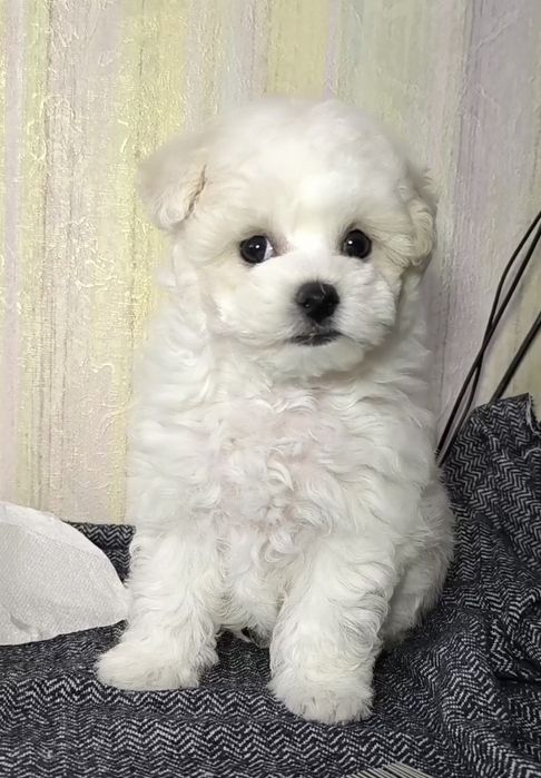 Бішон фрізе, КСУ, дівчинка