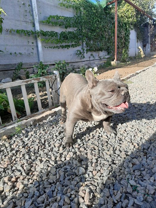 Вязка француского бульдога