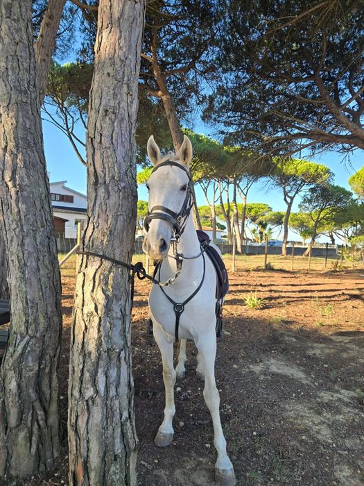 vendo egua livro verde com 8 anos