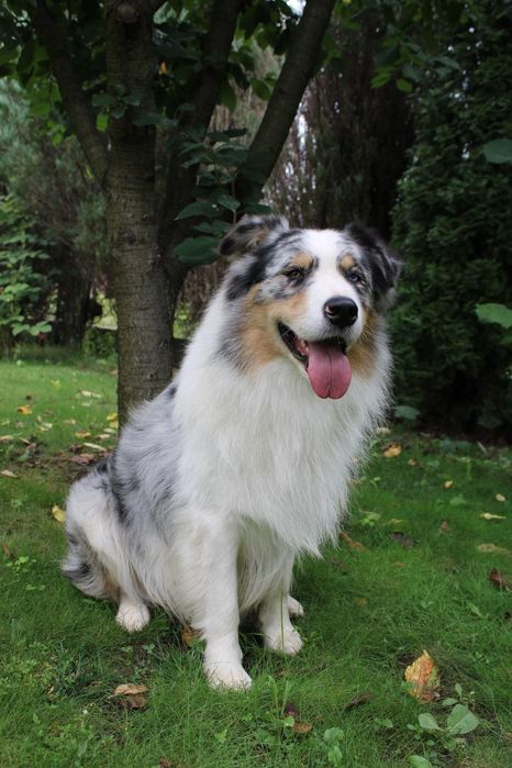 Owczarek Australijski-suczka