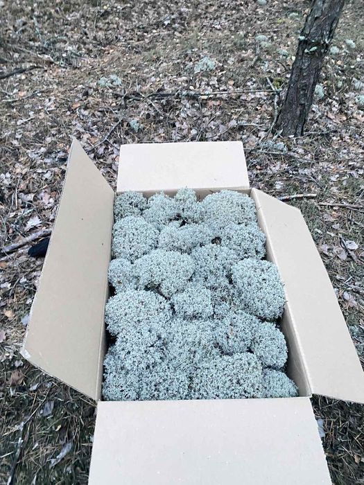 Лісовий Мох Ягель