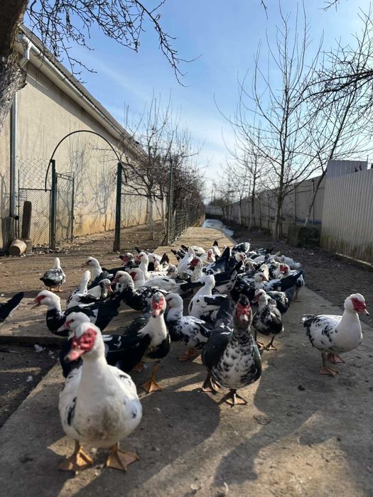 Індокачки німецької лінії