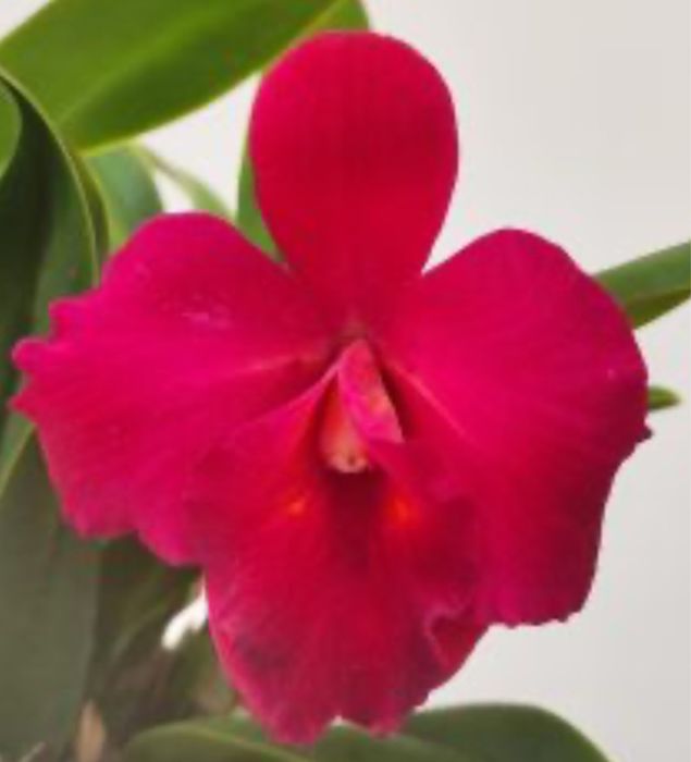 Orquidea Cattleya