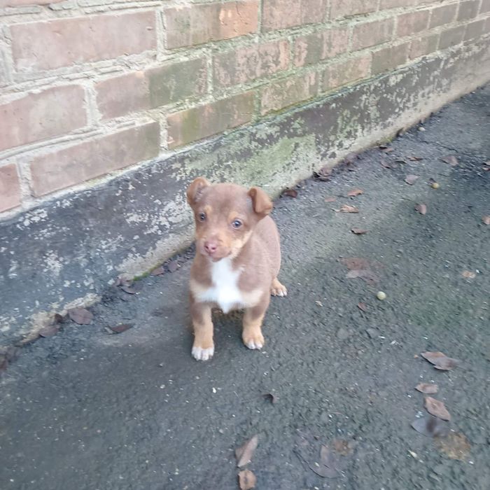 Песик гладкошерстий