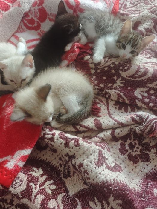 Dou gatinhos urgente