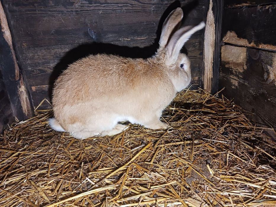 Króle żółte belgi sprzedam