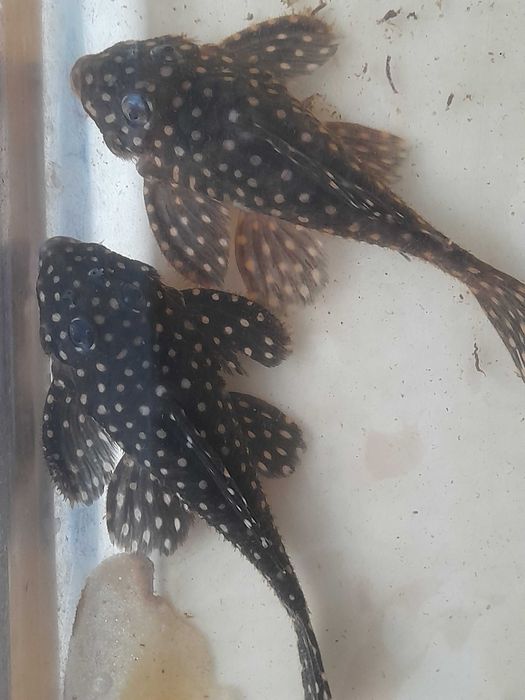 Белогубый дельфин, еллоу, L144 (снежинка), L201, L270,  гуппи желтая