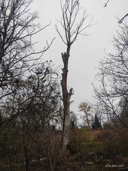 Wycinka i pielęgnacja drzew,  szybka realizacja, zabieramy gałęzie