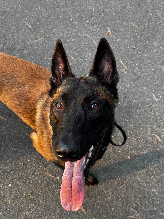 Бельгійська вівчарка Малінуа вязка КСУ чемпіон України