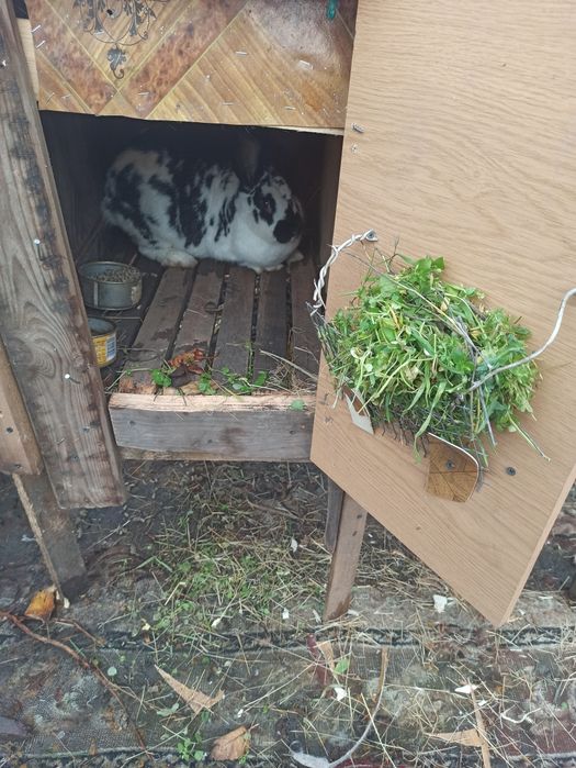 Продам клетки для кролей