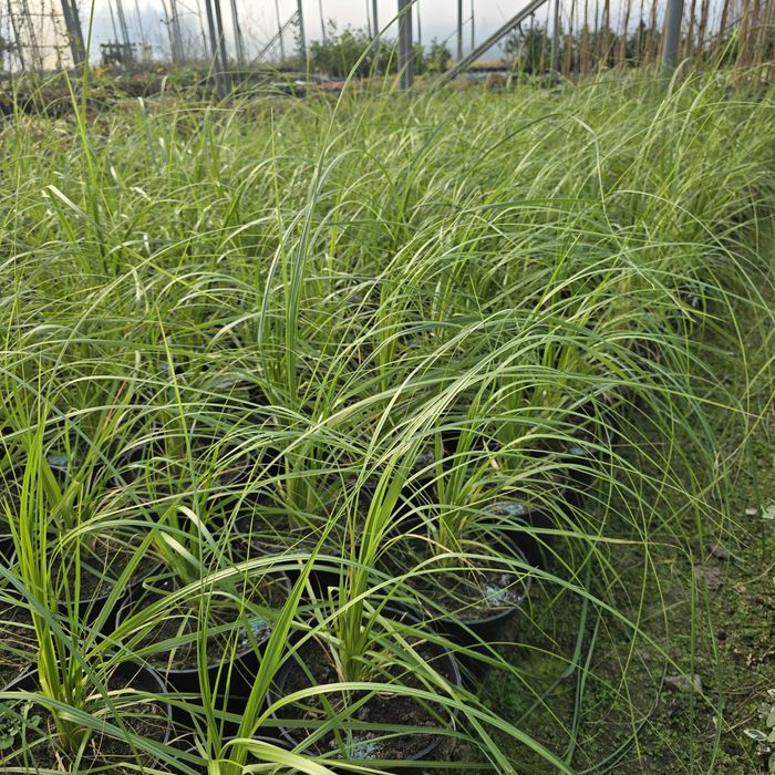 Trawa Pampasowa 40-60 cm  różowa i biała rosea cortaderia sellona