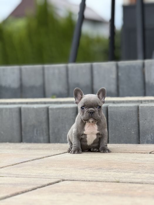 Buldog francuski Blue. Piekne zdrowe szczenięta