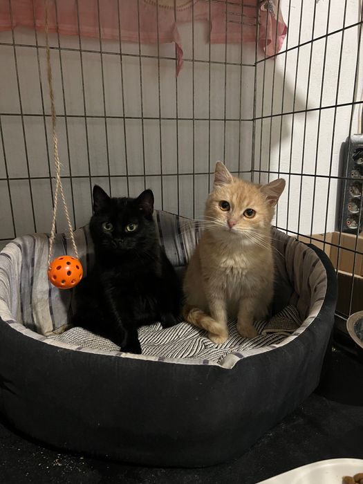 Кошенята шукають дім