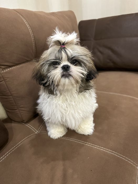 Продам цуценят породи Ши-Тцу