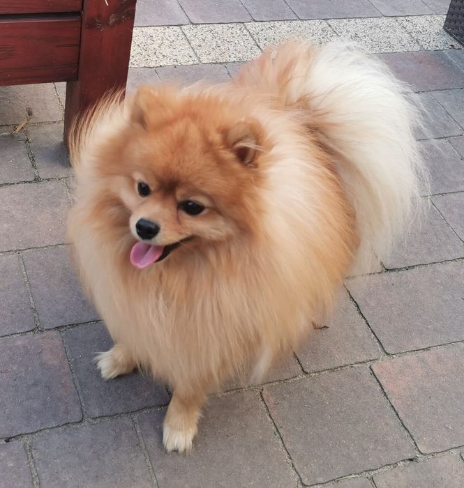 Szpic miniaturowy krycie