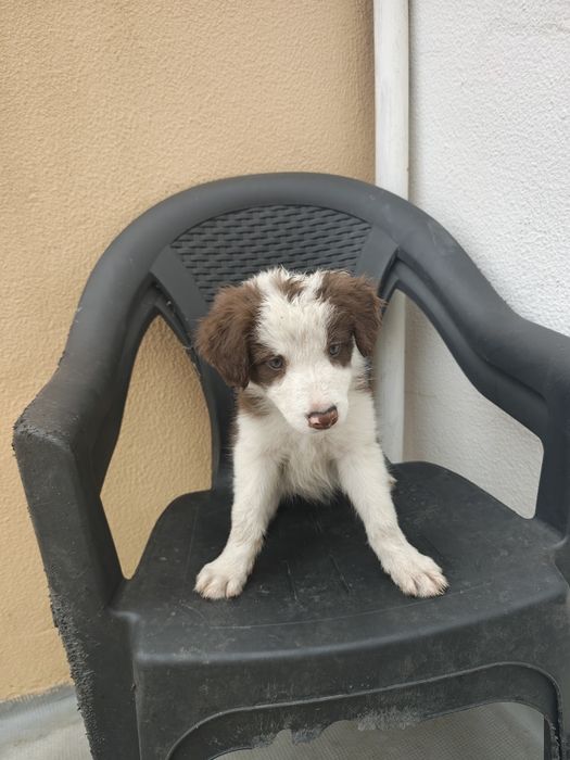 Border collie fêmea chocolate olhos verdes