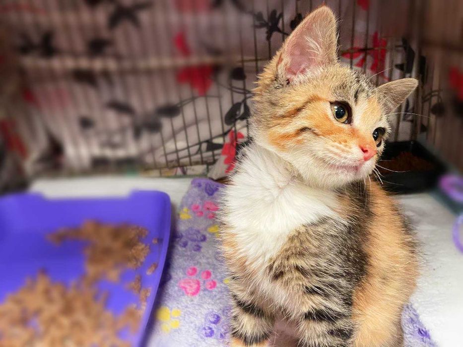 Мультяшна сонячна котодівчинка Моллі (2,5 м) шукає люблячий дім! Кішка