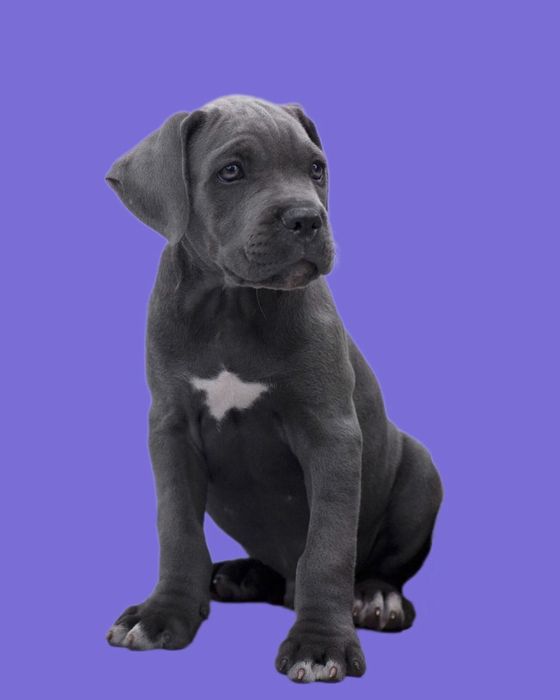 Кане Корсо від розплідника