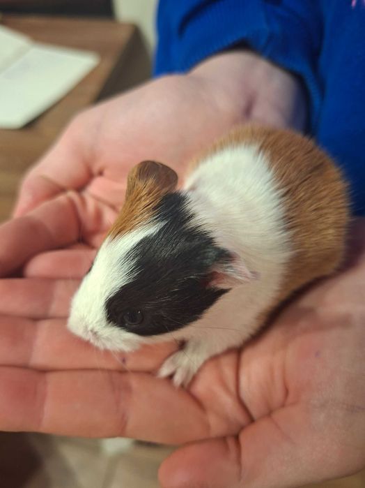 Młode świnki morskie