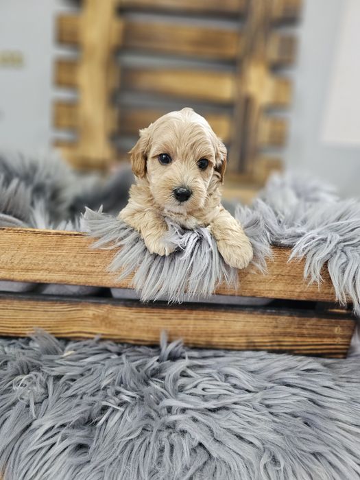 ZAREZERWOWANY  Maltipoo F1 cudny chłopiec