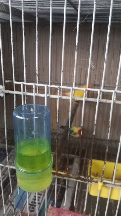 Canários exoticos dias