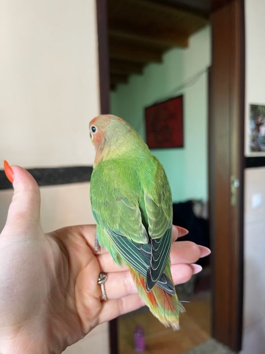 Agapórnis criados a mão