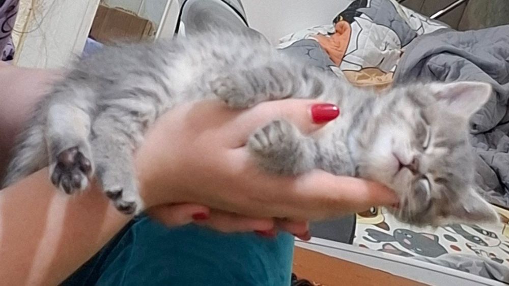 Котята маленькие