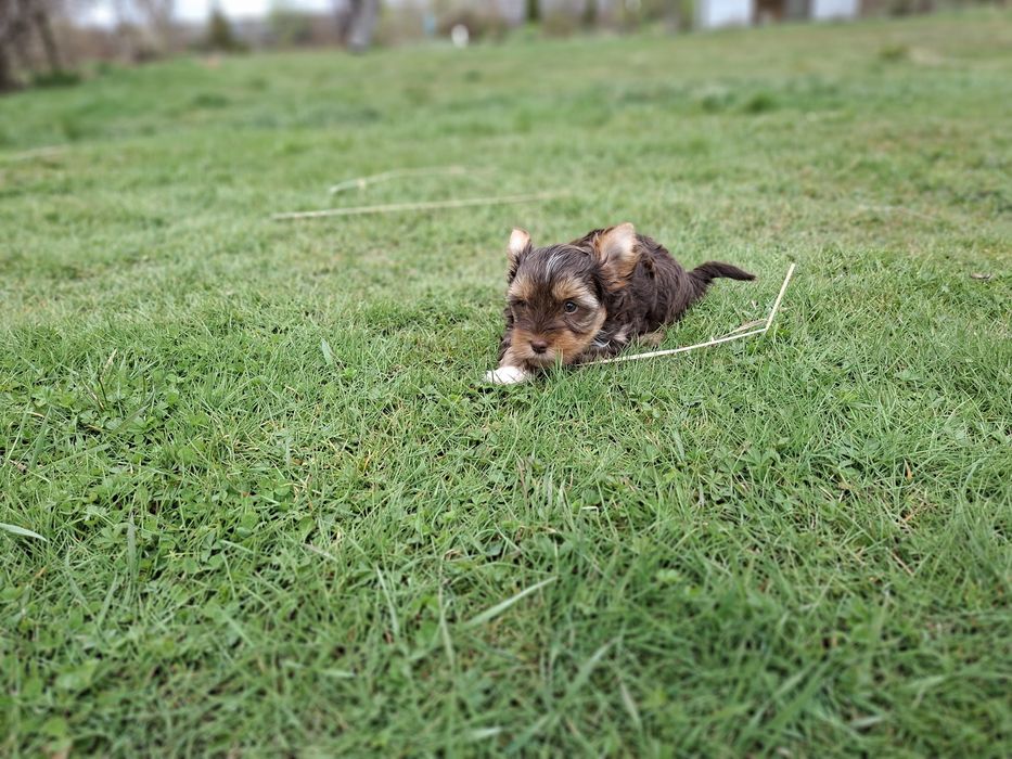 York Piesek Rodowód