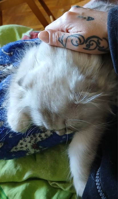 Породистые  дети