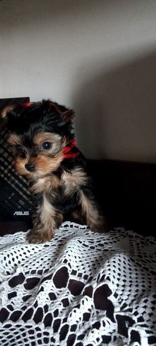 Гарненькі, Йорики хлопчики міні- бебі