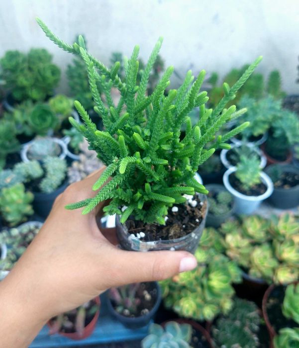 Suculentas 3€ cada