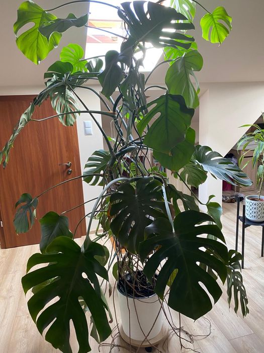 Monstera dziurawa 200cm - duże liście