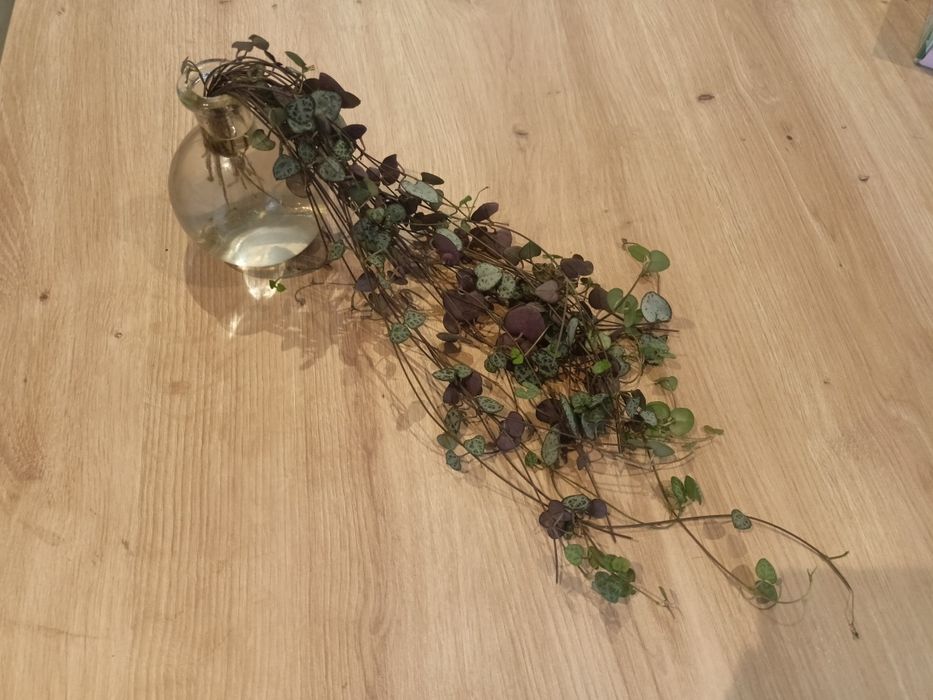 Ceropegia woodii sznur serc