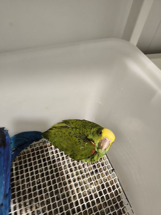 Amazona oratrix .