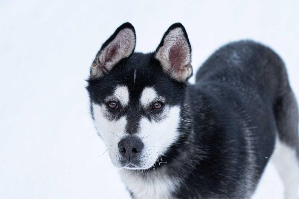 VAYOX - łagodny młodziak w typie husky