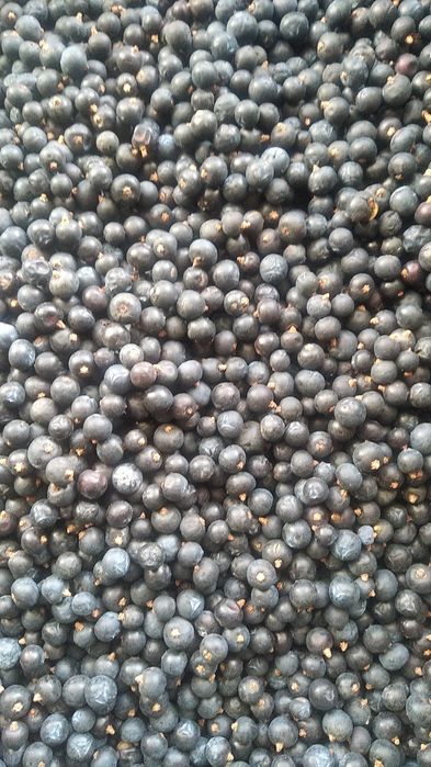 Продам ягоди ялівцю