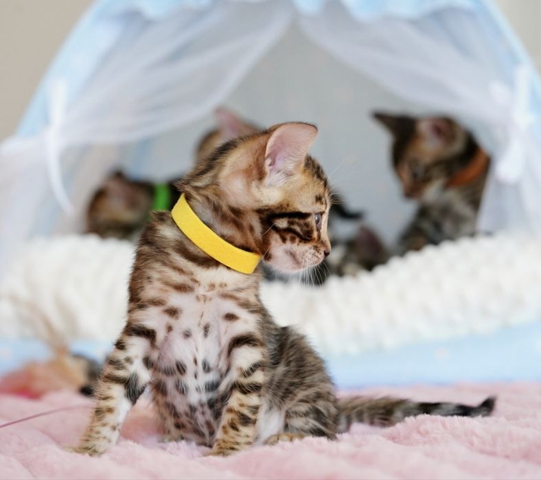 Бенгальські кошенята