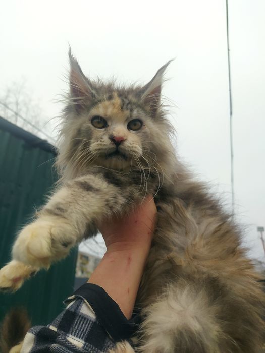 Мамина копiя Мейн кун