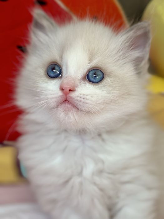 Kocurek Ragdoll laleczka