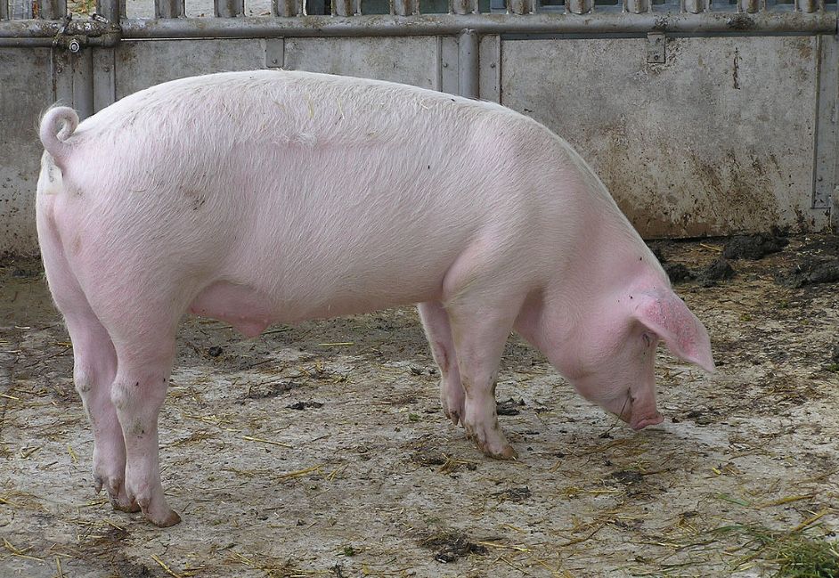 свиня абож свиноматка